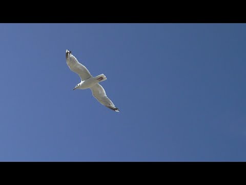 Lambert Ringlage & Johannes Schmoelling - Fading Memories (from "Lambert - Bon Courage")