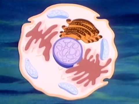 1 Es war einmal das Leben: Ein Wunderwerk – Die Zelle