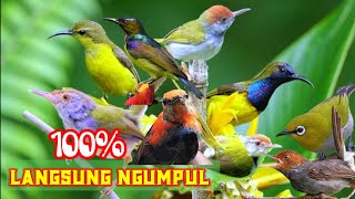 Download lagu BY REQUEST! Suara Pikat Burung Kecil Pilihan mp3