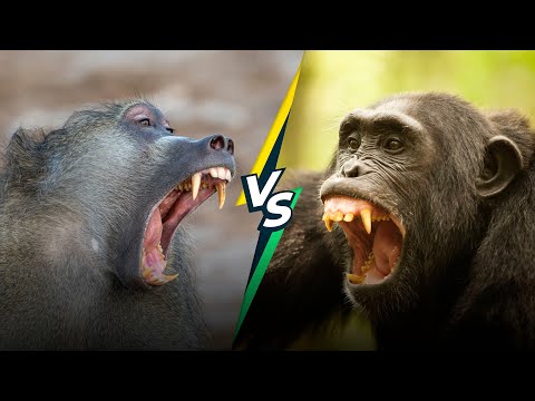 Can a Baboon Defeat a Chimpanzee?