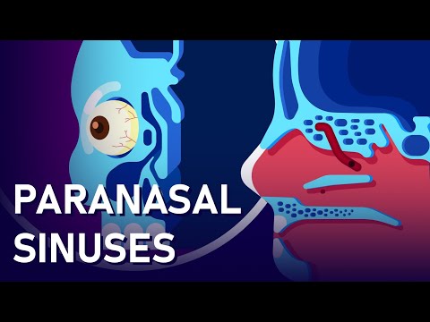The Sinuses of The Nose