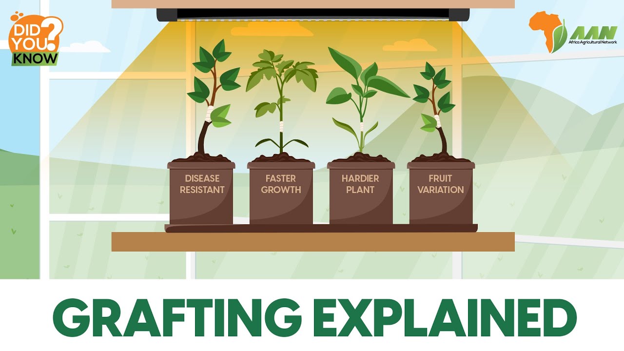 How Grafting can help you improve your plant variety and increase productivity