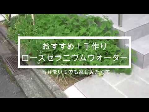 園芸 ローズゼラニウム、香りの強いゼラニウム