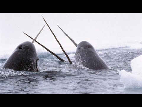 Narvals & Belugas : animaux étranges de l'Arctique - ZAPPING SAUVAGE