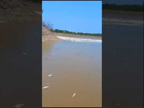 Mortandade de peixes no rio Amônia preocupa moradores de Marechal Thaumaturgo, no Acre