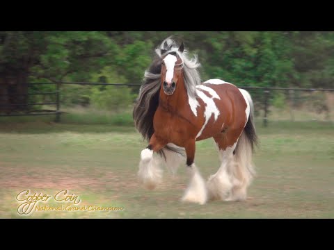 , title : 'Copper Coin - Gypsy Vanner Horse Stallion'