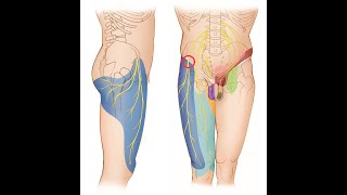 Meralgia Paresthetica Explained: Treatment for Nerve Compression Syndrome