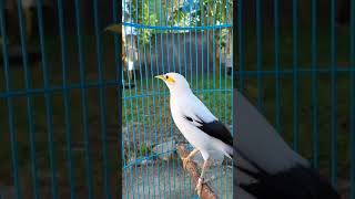 Download lagu Jalak Putih Full Isian - MAsteran Jalak Gacor mp3 Download lagu Jalak Putih Full Isian - MAsteran Jalak Gacor mp3