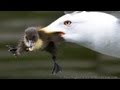 An Unexpected Show Of Hunting Skills From A Seagull That S Attacking And Eating A Duckling To Dine