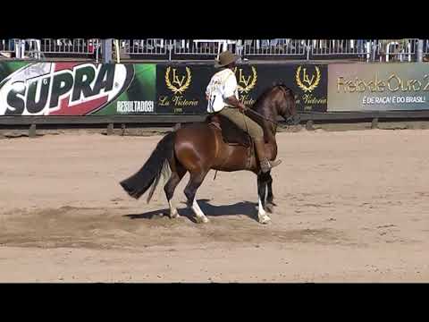 Final Freio de Ouro (RS) - 2º lugar machos - Urco de Santa Thereza (prova: Bayard/Sarmento)