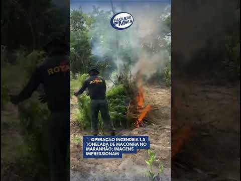 🎥 OPERAÇÃO INCENDEIA 1,5 TONELADA DE MACONHA NO MARANHÃO; IMAGENS IMPRESSIONAM