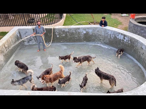 Sb Dogs Ki Pool Party kra Di😍