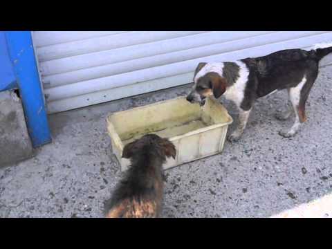 Cleo and Basima washing their legs