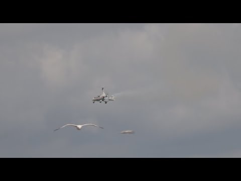 Calidus Autogyro - Eastbourne 'Airbourne' Airshow 2018