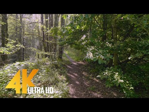 4K Virtual Hike Through a Sun-Lit Forest - (Nature Sounds) Bear Ridge Trail, Issaquah WA