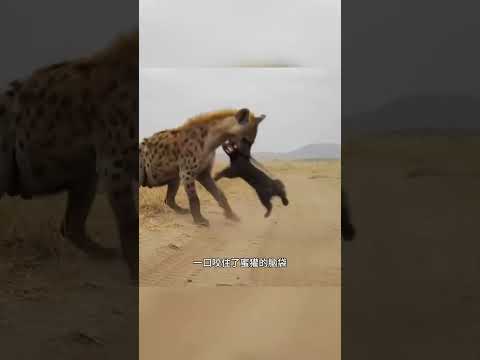 鬣狗襲擊蜜獾老巢，不料關鍵時刻蜜獾回來了！ #鬣狗 #蜜獾 #野生動物零距離 #紀錄片