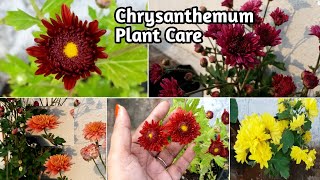 How to care Chrysanthemum Plants|Chrysanthemum|Growing and care Chrysanthemum plant in Tamil
