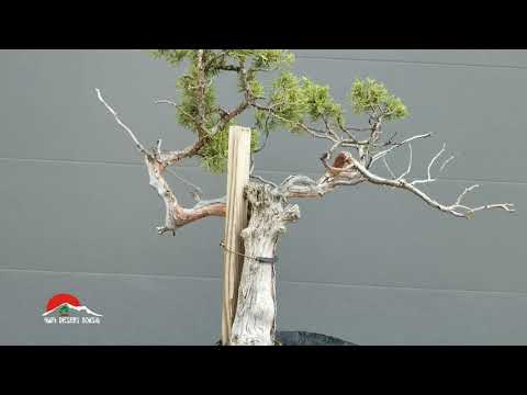 Spring Yamadori 4