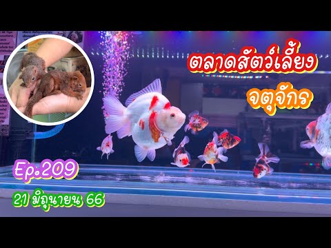 Zing’s Day I ตะลุยสัตว์เลี้ยงจตุจักร Ep.209  ( 21 มิถุนายน 66)