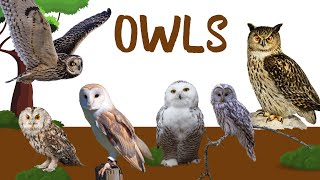 Most Beautiful Owls on Planet Earth