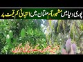 World Famous Pakistani Mangoes Mango From Multan Mango K Bagh Ki Saer