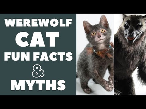 Lykoi Cats 101 : Fun Facts & Myths