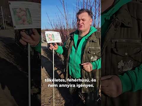 Őszibarack-ajánló: Redhaven és Amsden videó