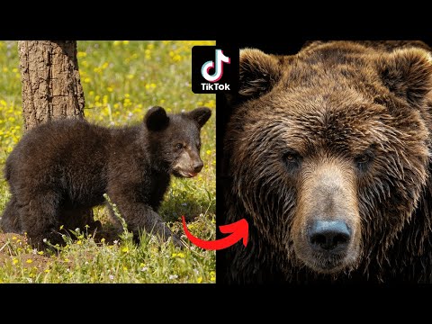 Bears Cubs grow up from baby animals to adult bears 🐻🐻🐻