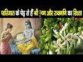 श्री कृष्ण और रुक्मणि की प्रेम कहानी से जुड़ा हैं पारिजात के पेड़ का रहस्य || Parijat Flower Mystery