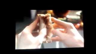 American Pie Book Of Love Dog Scene