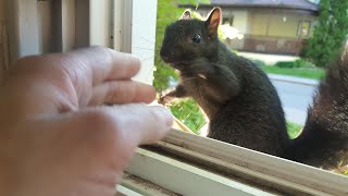 7 Humane Tips for Getting Squirrels Out of Your House