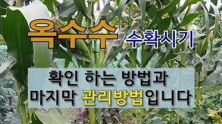 옥수수 수확 시기 확인 하는 방법과 마지막 관리 방법입니다. #옥수수 2차 추비 #옥수수 마지막 관리하기 #…