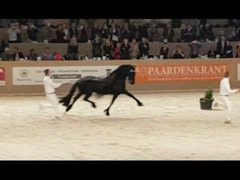 King👑 of the stallions JASPER 366 hengstenkeuring 2017!! The King!! Faderpaard! Friesian horse!!