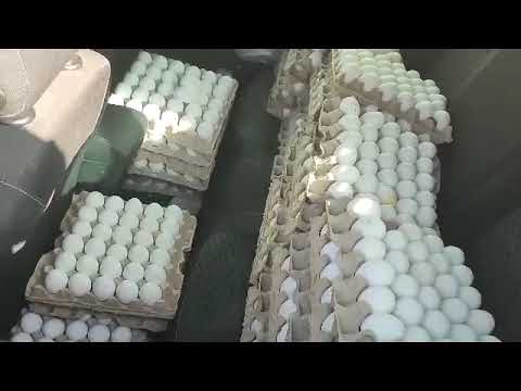 נתפסו כ-50,000 ביצים מוברחות מהשטחים