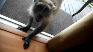 preview picture of video 'Monkey attack! Langkawi, Malaysia'