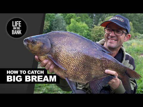 How to catch BIG Bream