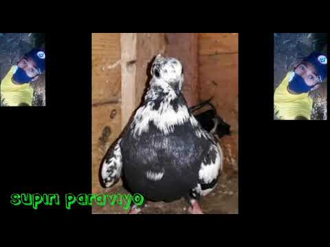 supiri paraviyo