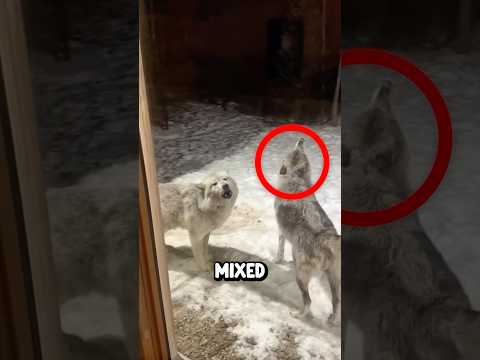 Cet homme a trouvé des loups dans son jardin ! (crédit )