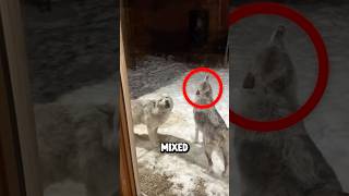 Cet homme a trouvé des loups dans son jardin ! (crédit )