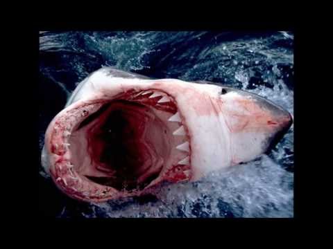 Megalodon vs Pilosaurus