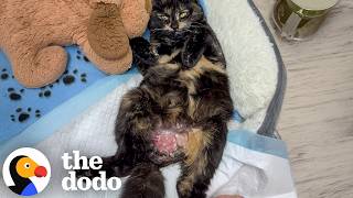 Tiny Leg Kicks Changed Everything For This Paralyzed Kitten | The Dodo