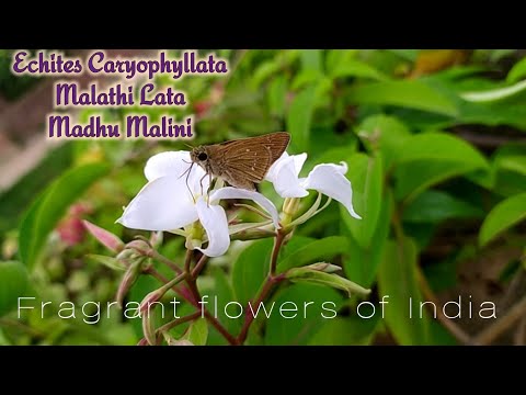 Echites Caryophyllata, Malati Lata / Madhu Malini Plant, Scented Flower plant of India