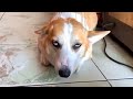 Funny Dogs 2025 That Will Definitely Brighten Your Day
