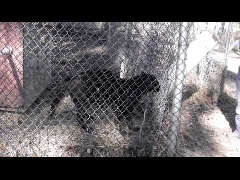 Black Leopard Eating Chicken
