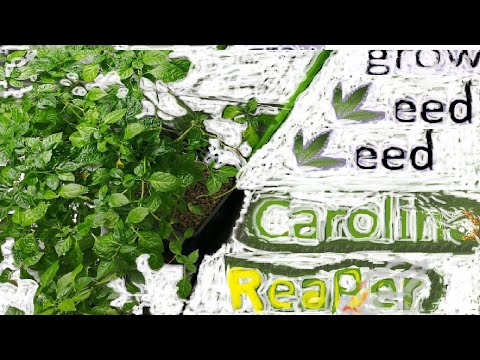 Kac Vegas Rano | Carolina Reaper | Easy Sativa Week #2 GROWSHOT #4