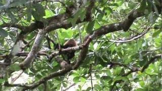 preview picture of video 'Howler Monkeys Playing in Nuario Panama'