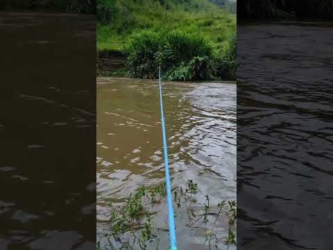 Rio Lourenço Velho, pesca de Truta em Marmelópolis, Minas gerais