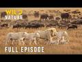 WHITE LION KING: Deadliest Fights for Survival  (Full Episode) | Nature animal documentary