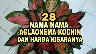 Download lagu 28 NAMES OF AGLAONEMA TYPES OF KOCHIN AND THEIR PRICE RANGE mp3