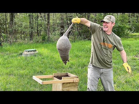How to catch armadillos